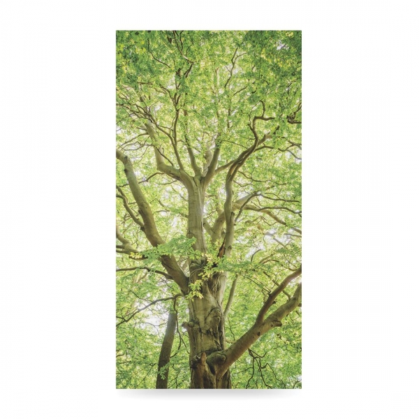 Zasłona - Majestatyczne drzewo